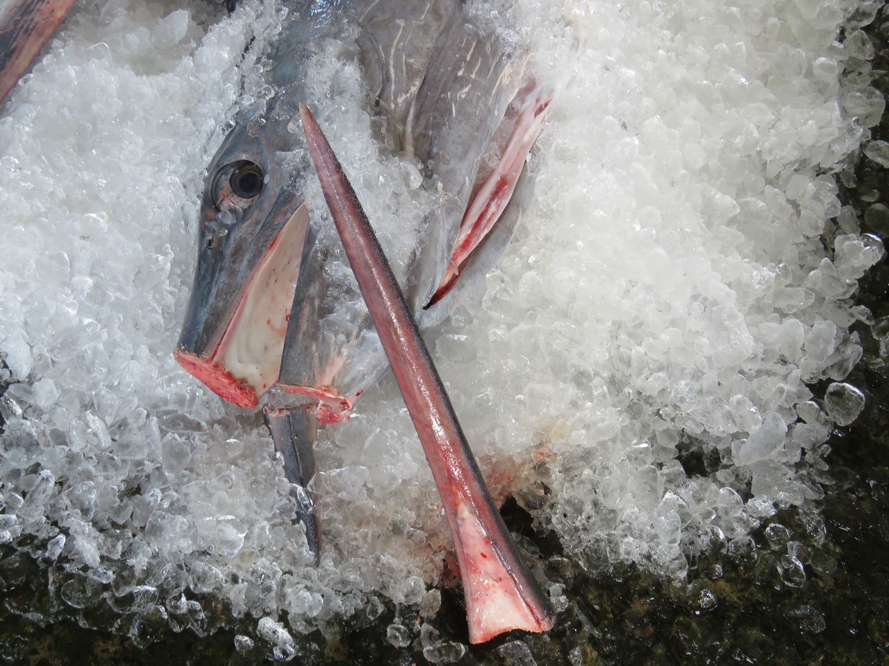 高知の食材 海産物 水産資源 土佐料理 旬の鰹がゆく 高知の食材 海産物 水産資源 土佐料理 旬の鰹がゆく