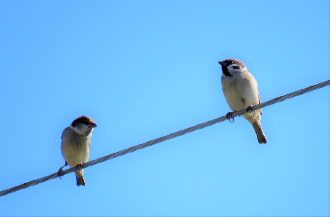 入内雀 ニュウナイスズメ の大群 土佐料理 旬の鰹がゆく