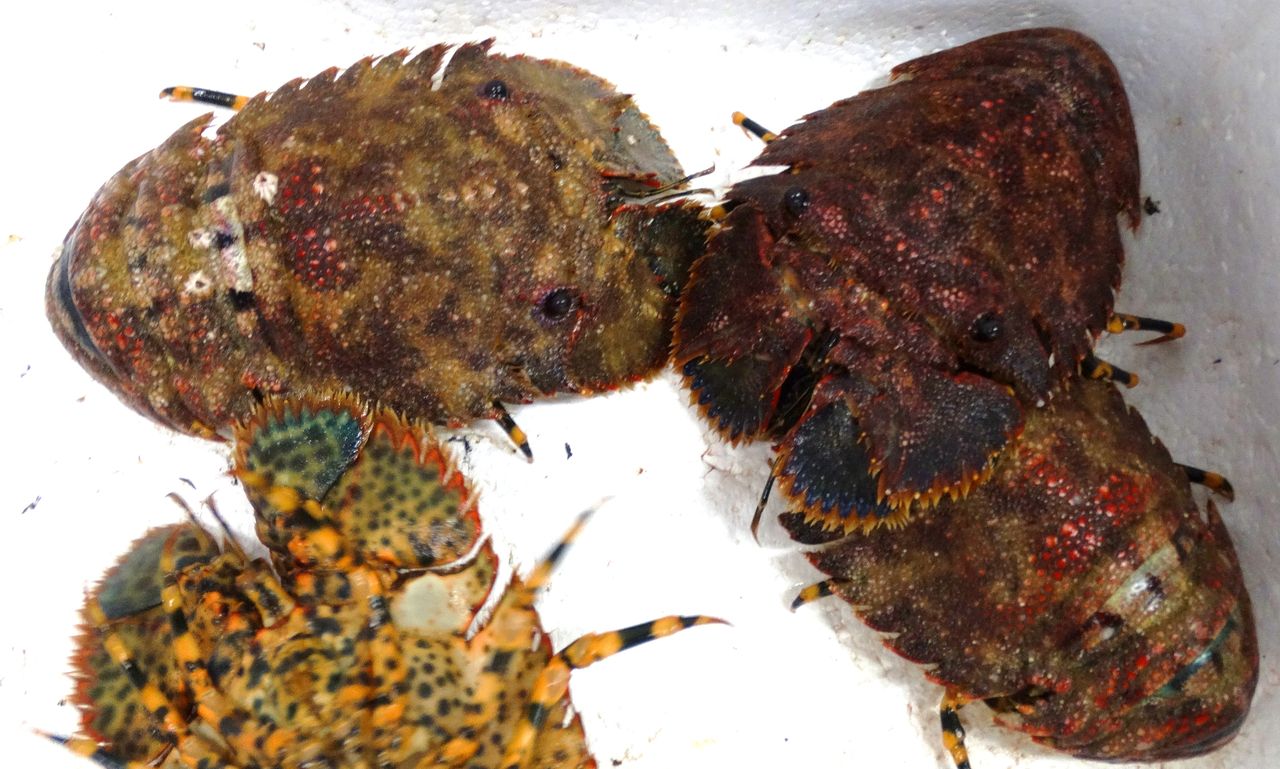 高知の食材 海産物 水産資源 土佐料理 旬の鰹がゆく 高知の食材 海産物 水産資源 土佐料理 旬の鰹がゆく