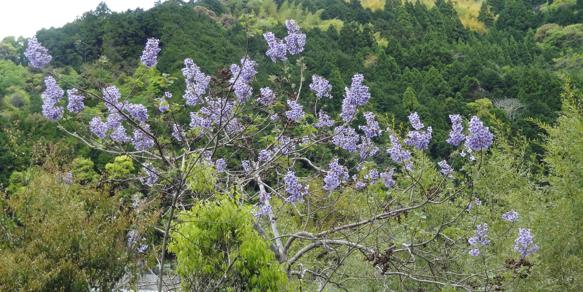 桐（キリ） : 土佐料理 旬の鰹がゆく！