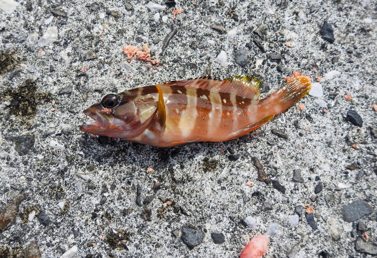 梅雨の晴れ間に釣れた漁港の魚たち : 土佐料理 旬の鰹がゆく!