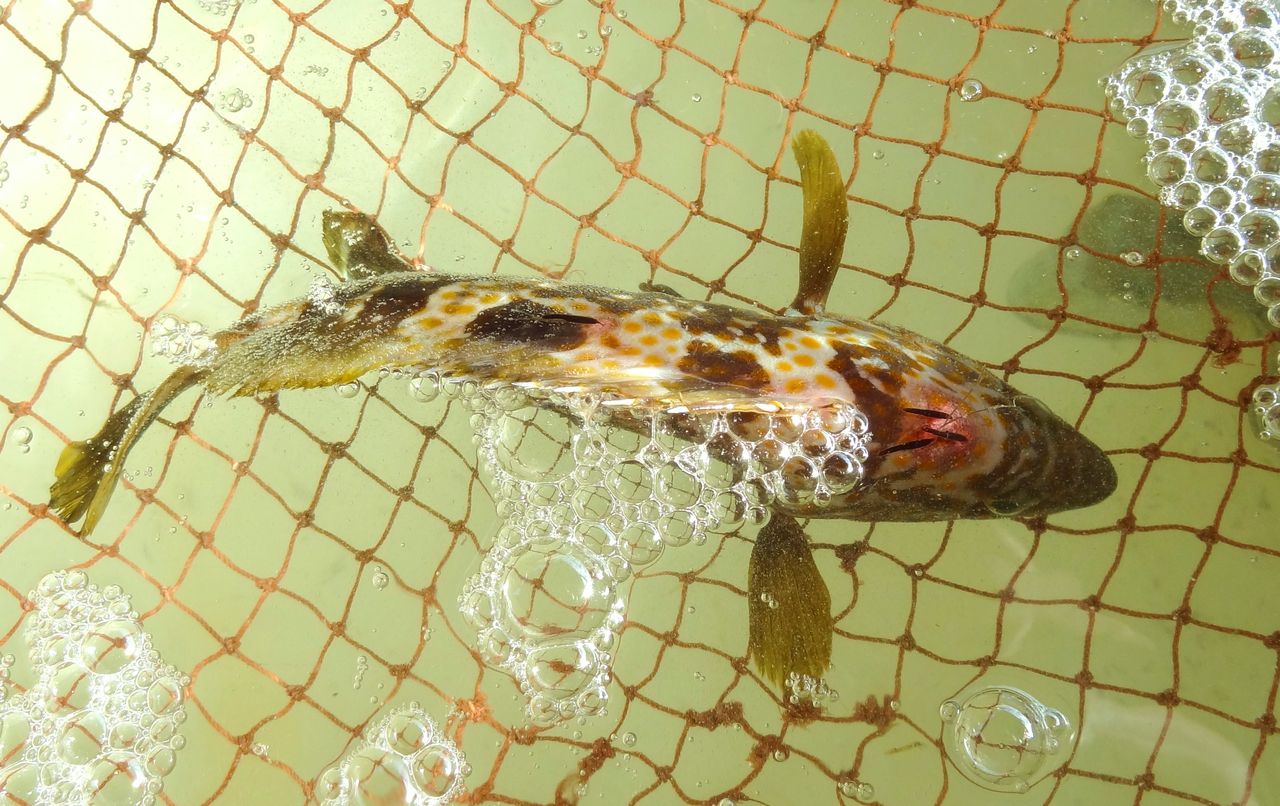 12月の鮮魚 土佐料理 旬の鰹がゆく