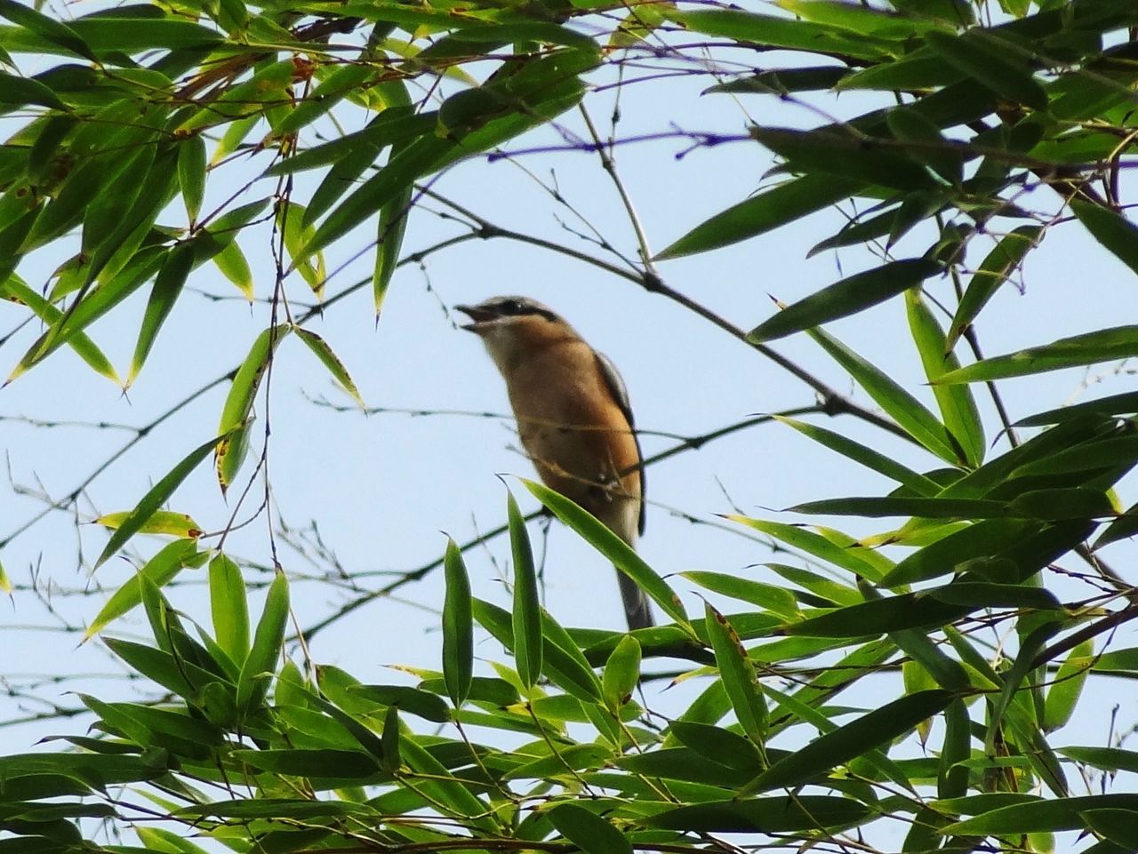 秋告鳥 土佐料理 旬の鰹がゆく 秋告鳥 土佐料理 旬の鰹がゆく