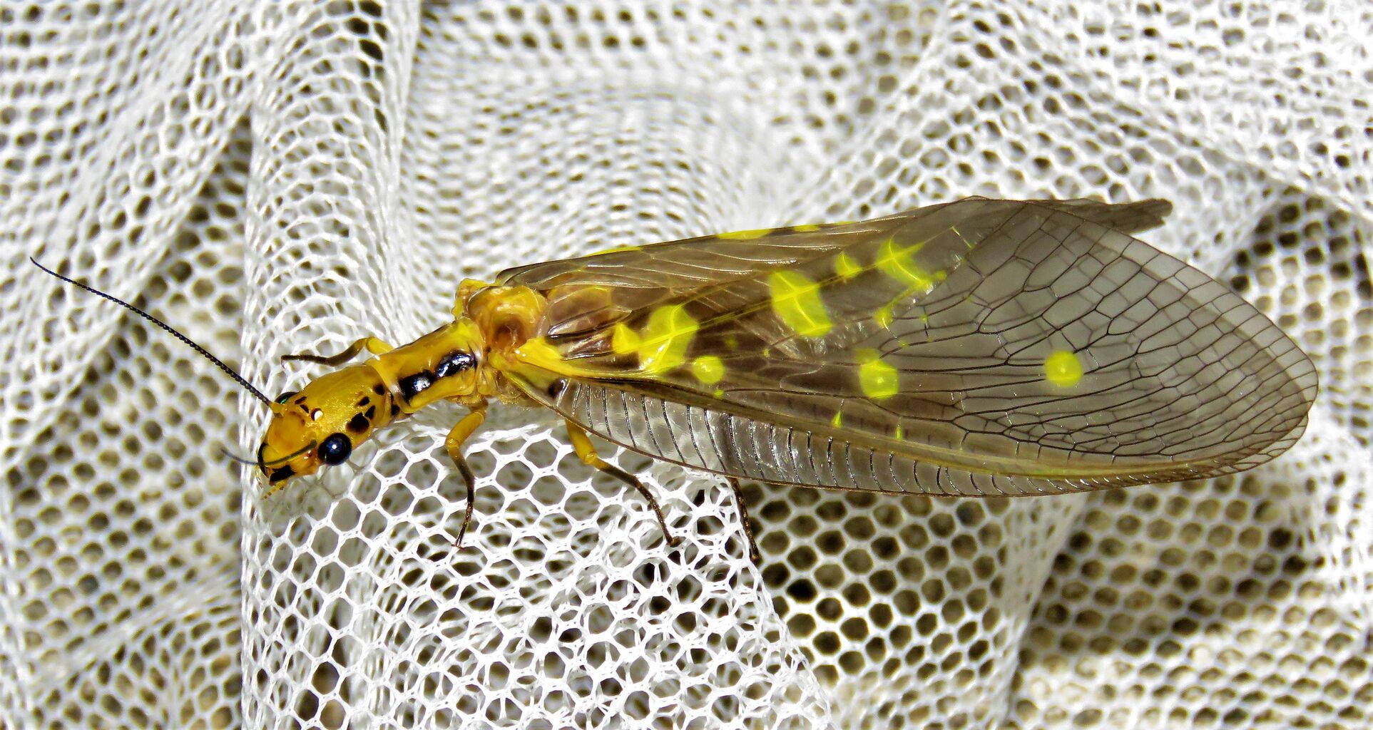 蜻蛉最大種】Palpares sp.アミメカゲロウウスバカゲロウトンボゼミセミ