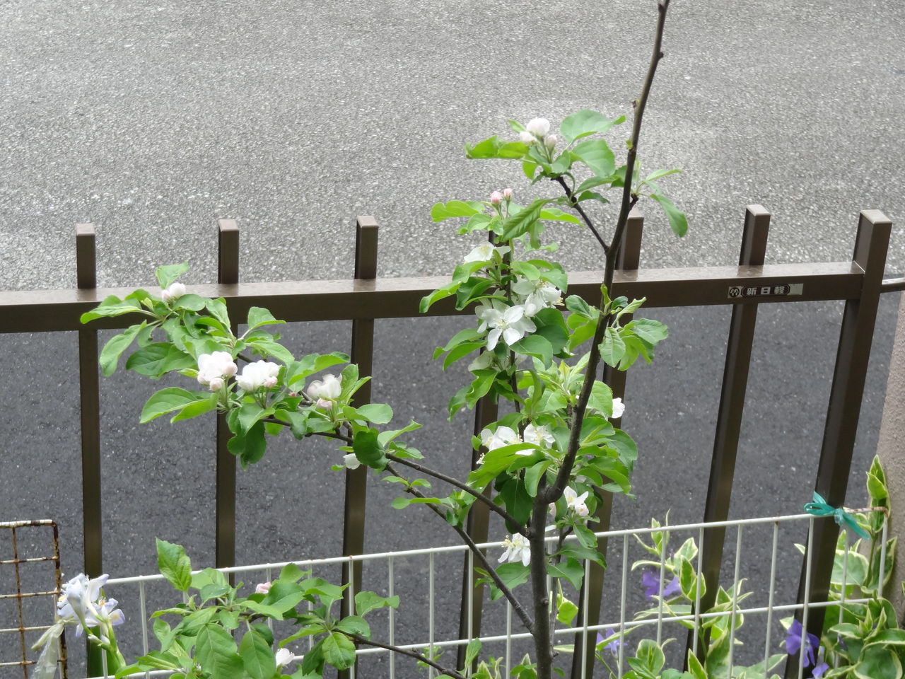 リンゴの花びらが 土佐料理 旬の鰹がゆく
