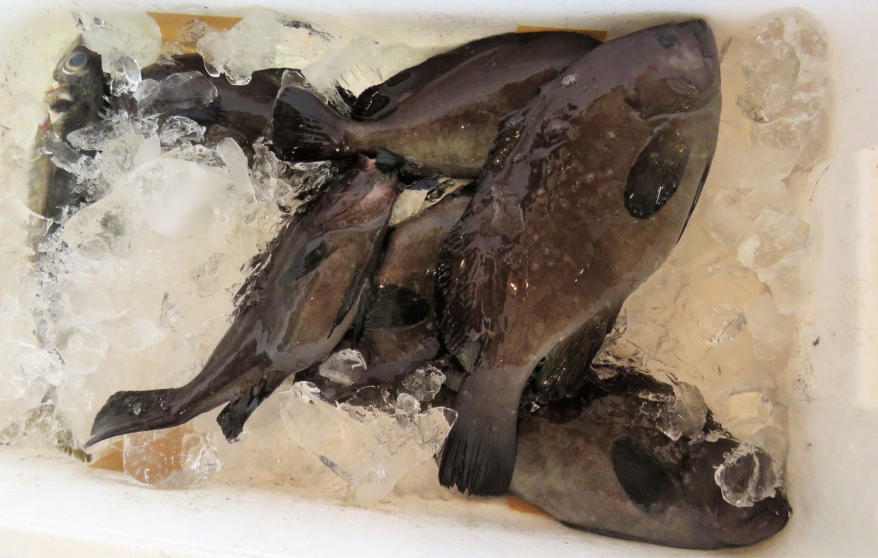 高知の食材 海産物 水産資源 土佐料理 旬の鰹がゆく