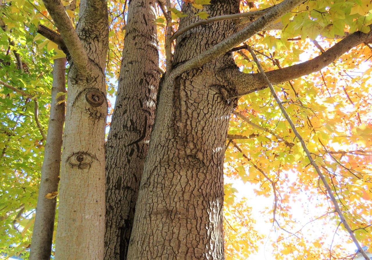 フウの木 土佐料理 旬の鰹がゆく