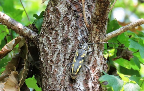 クヌギ 1.7メートル カブトムシ の好きな樹液の出る木 落葉樹 若木
