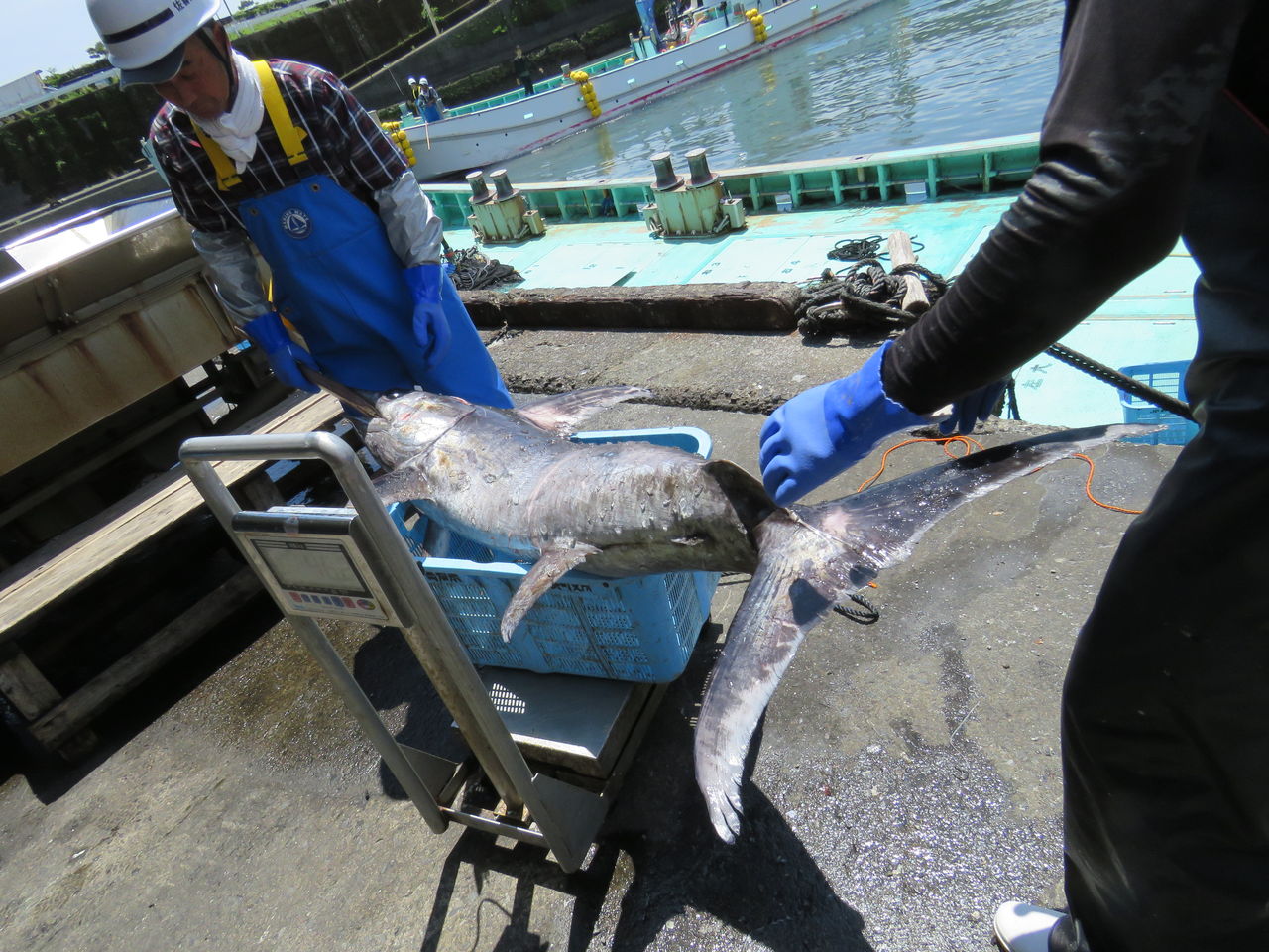 室戸のメカジキ 土佐料理 旬の鰹がゆく