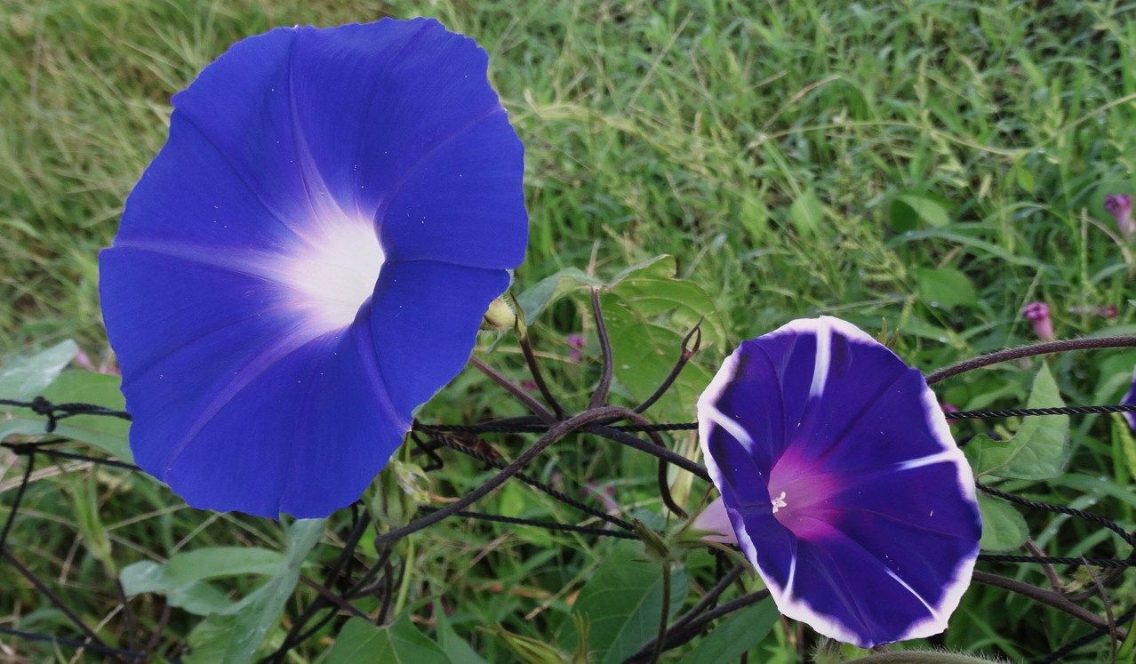 朝顔 土佐料理 旬の鰹がゆく