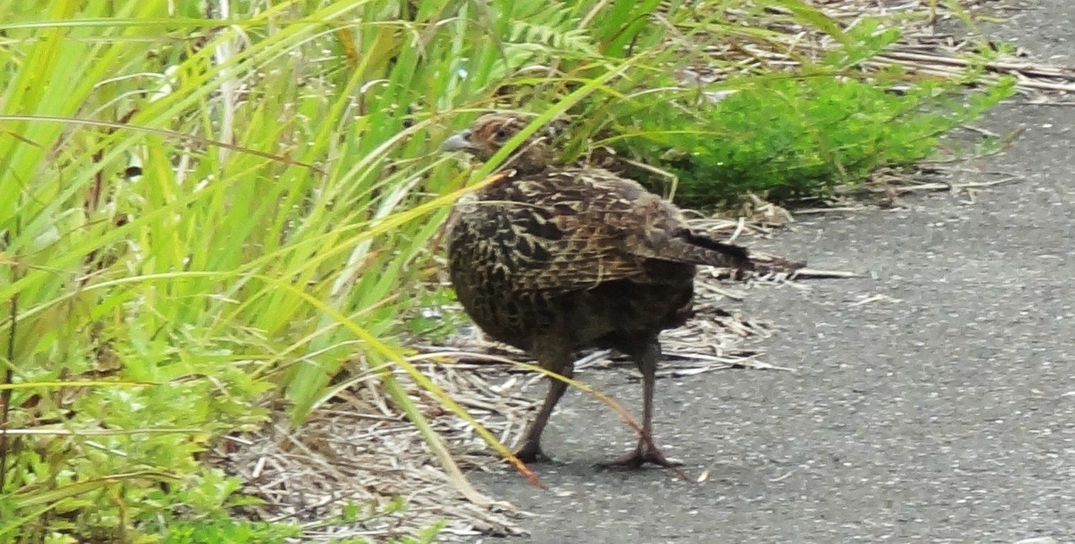 キジ : 土佐料理 旬の鰹がゆく！