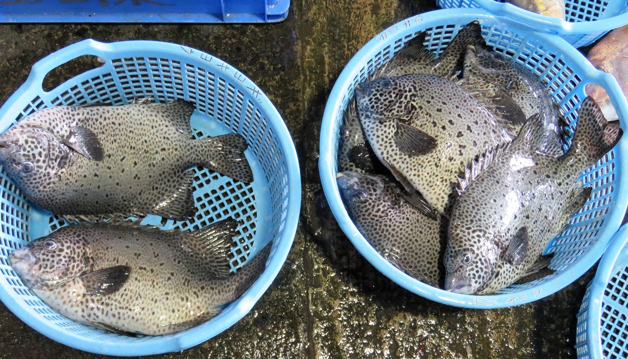 高知の食材 海産物 水産資源 土佐料理 旬の鰹がゆく 高知の食材 海産物 水産資源 土佐料理 旬の鰹がゆく