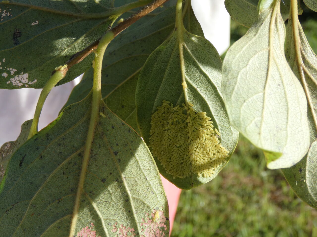 高知の里山に見る自然の役回り 土佐料理 旬の鰹がゆく