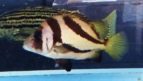 高知の食材 海産物 水産資源 土佐料理 旬の鰹がゆく 高知の食材 海産物 水産資源 土佐料理 旬の鰹がゆく