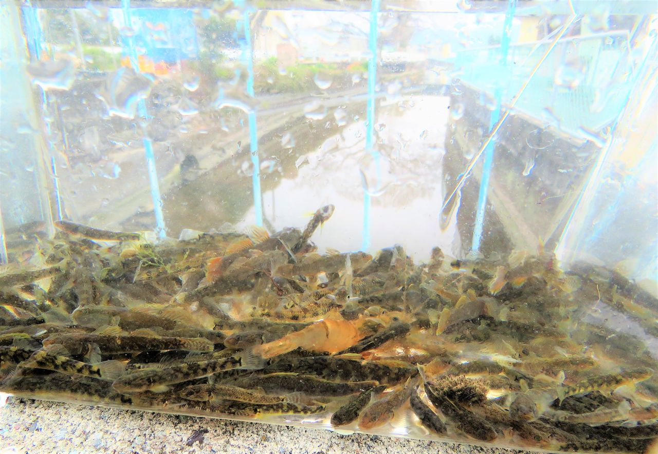 高知の伝統 土佐料理 旬の鰹がゆく