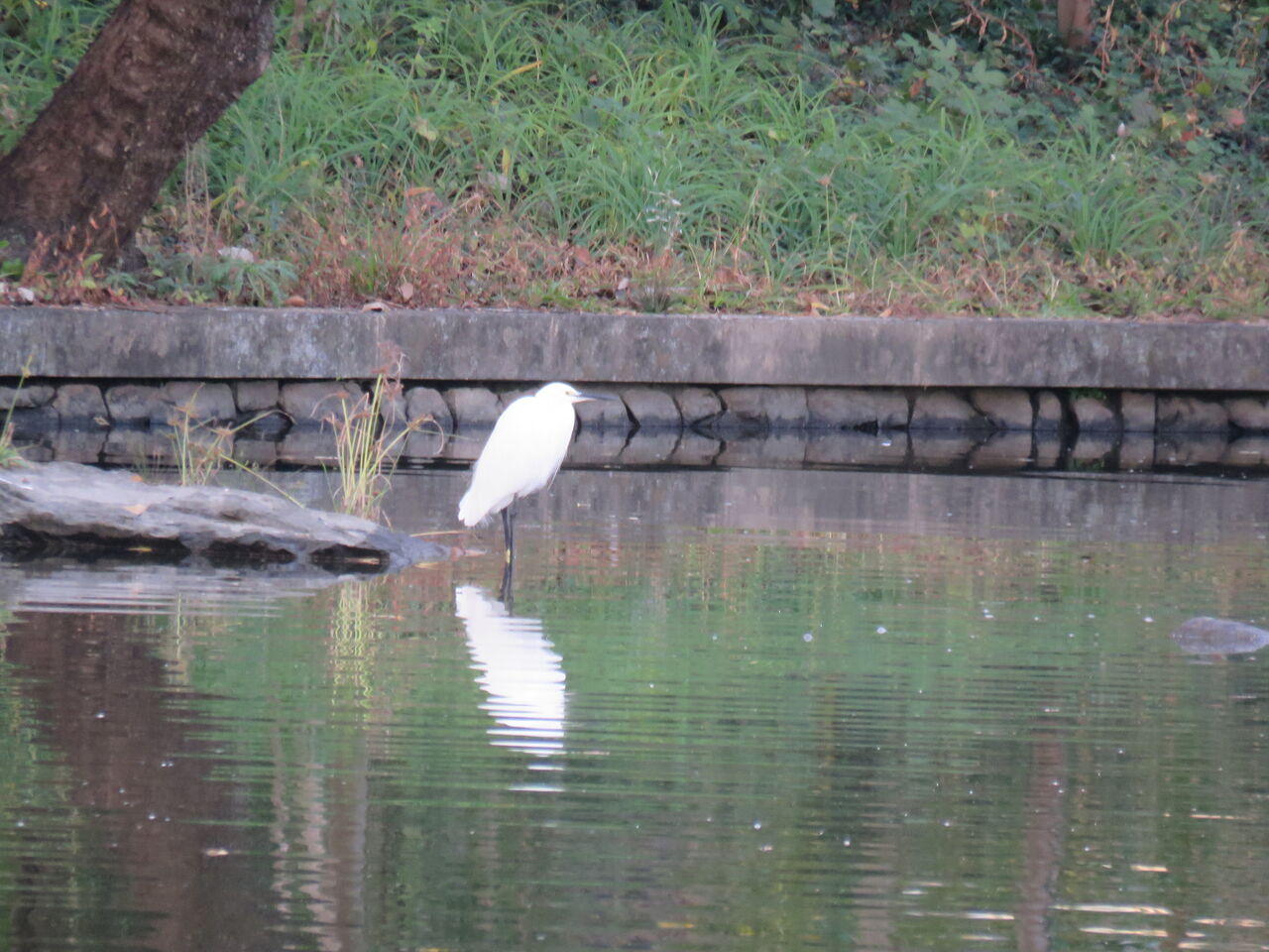人工と自然の接点 土佐料理 旬の鰹がゆく