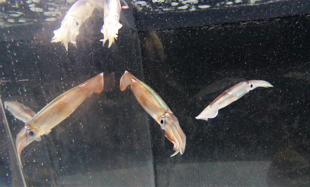 マツカサウオ 土佐料理 旬の鰹がゆく マツカサウオ 土佐料理 旬の鰹がゆく