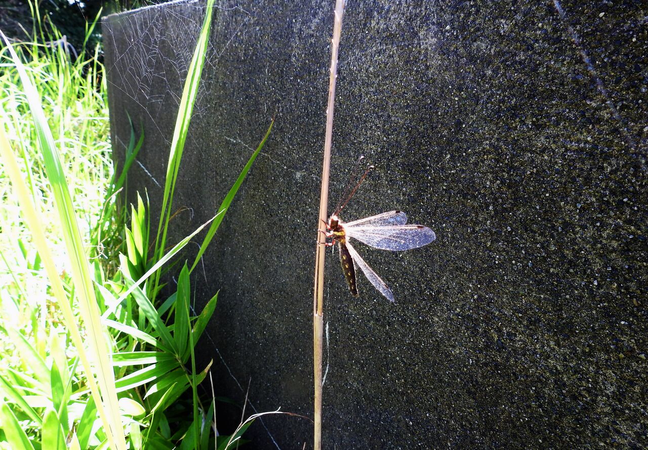 角蜻蛉ツノトンボ : 土佐料理 旬の鰹がゆく！