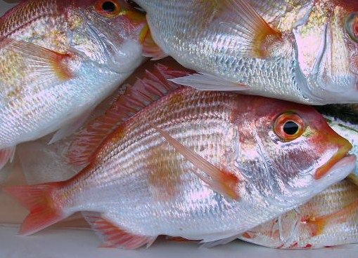 旬の魚 レンコダイ 土佐料理 旬の鰹がゆく 旬の魚 レンコダイ 土佐料理 旬の鰹がゆく