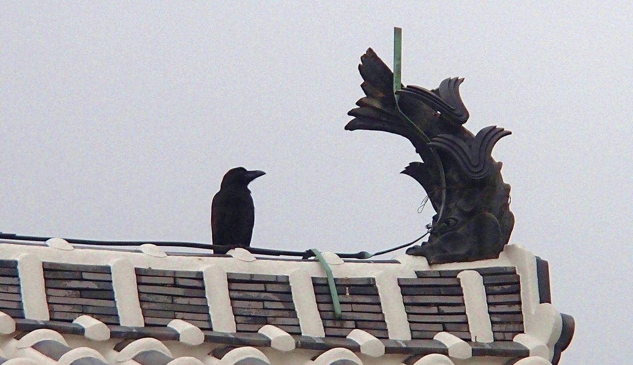 ギンシャチホコ 土佐料理 旬の鰹がゆく