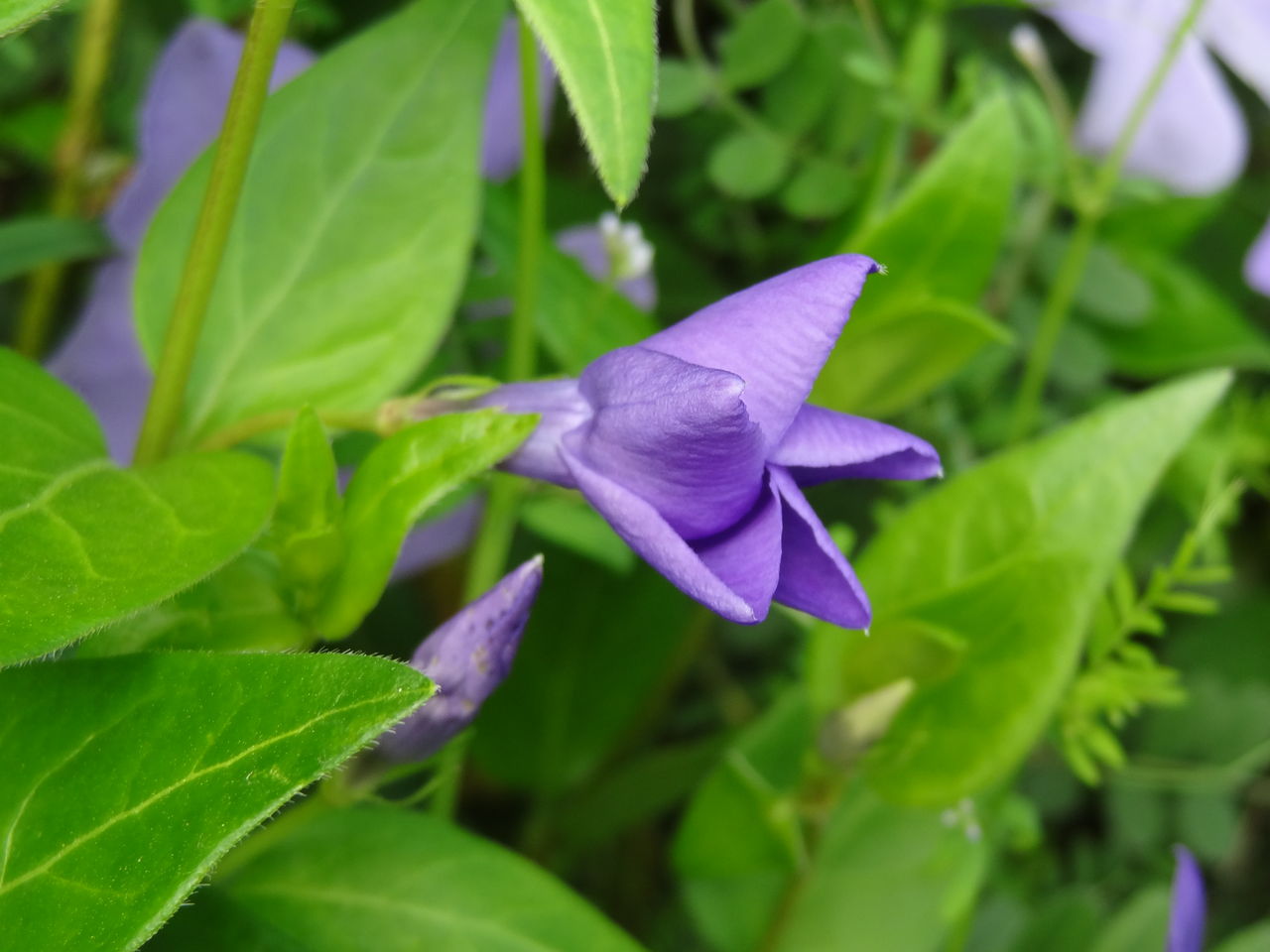 ムラサキハナナ 紫花菜 土佐料理 旬の鰹がゆく