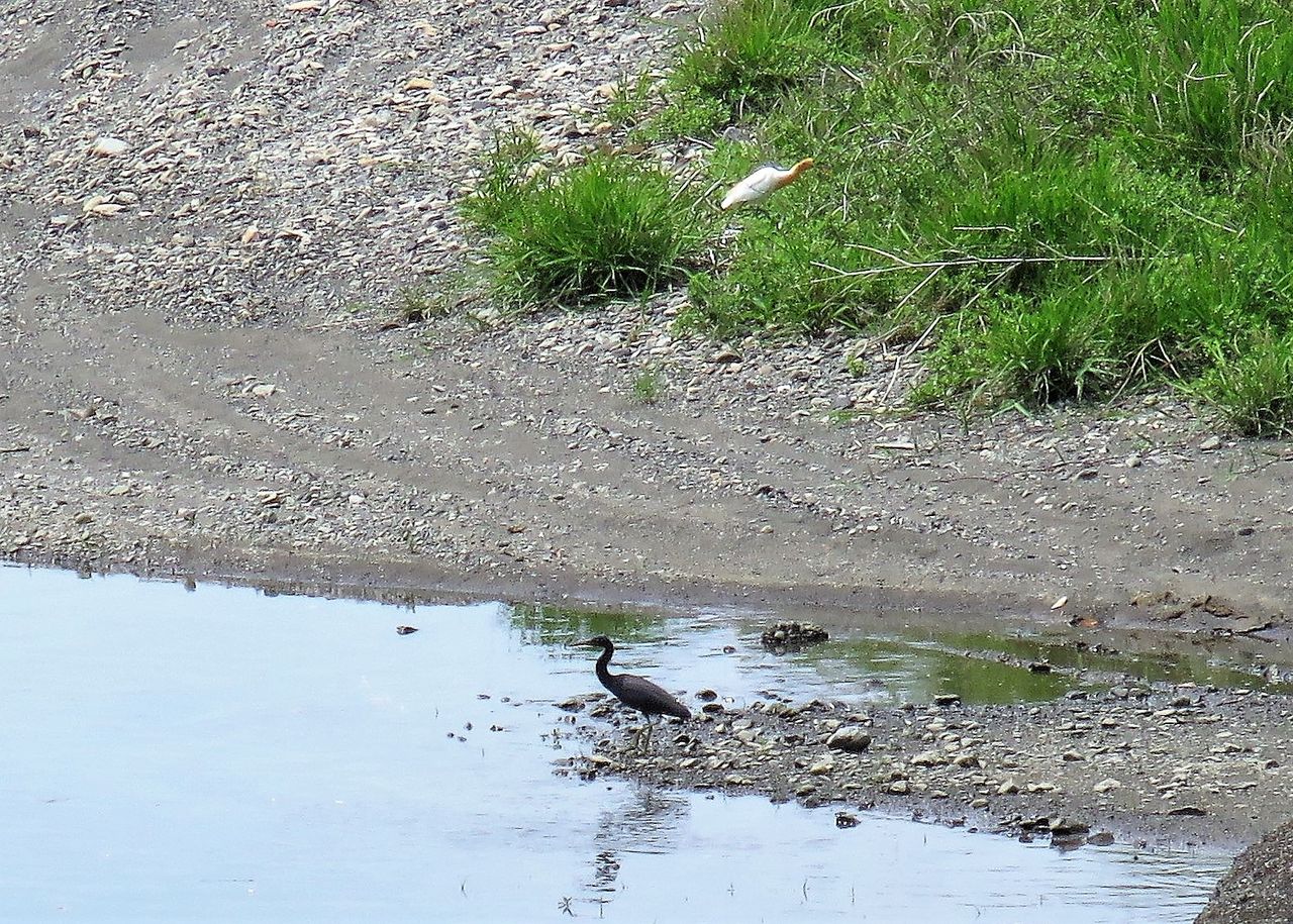 アマサギとクロサギ 土佐料理 旬の鰹がゆく