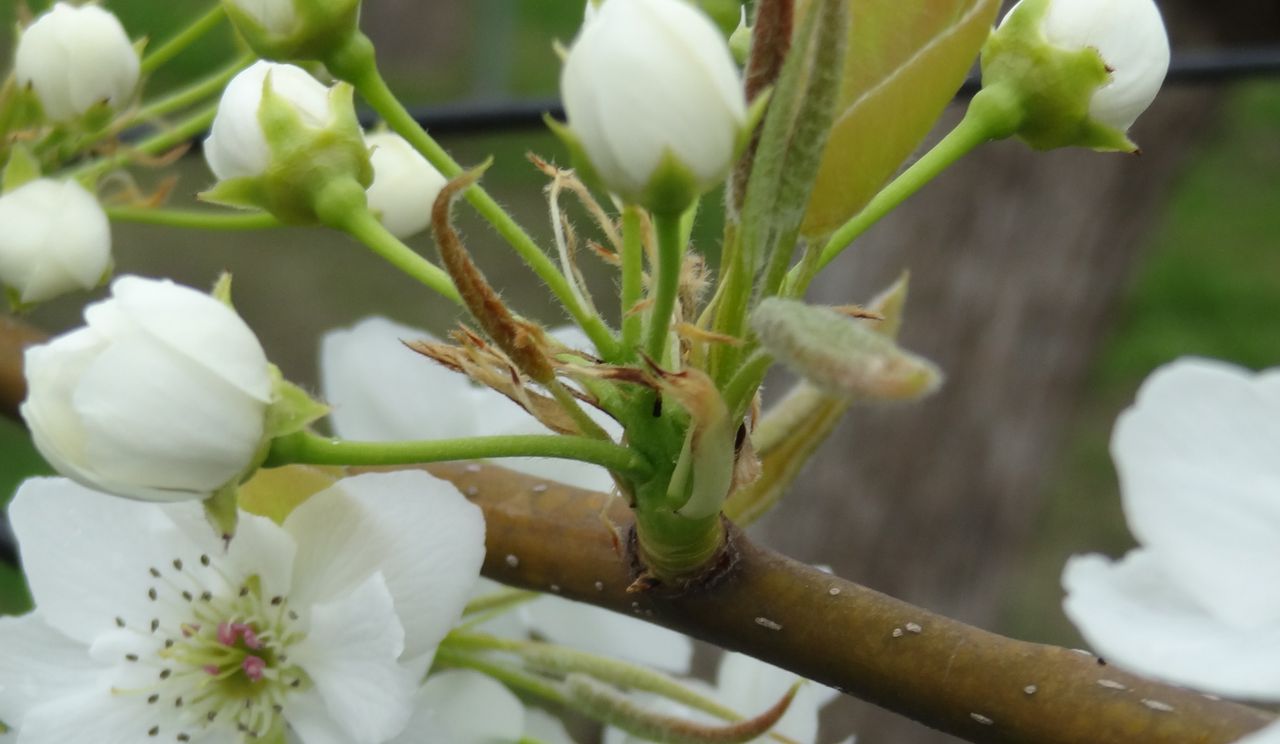 リンゴの花びらが 土佐料理 旬の鰹がゆく リンゴの花びらが 土佐料理 旬の鰹がゆく