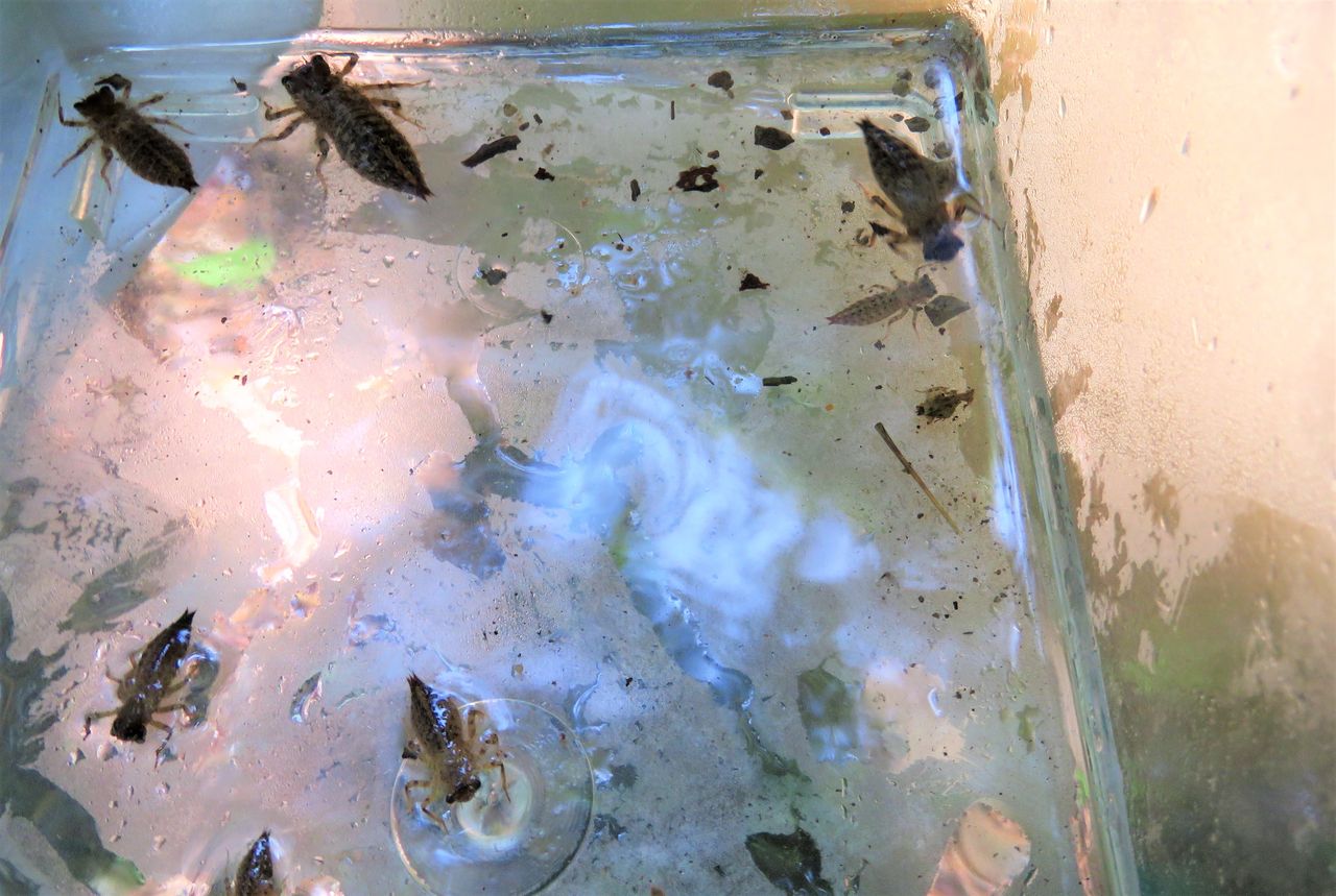 山の湧水溜りに棲むヤンマのヤゴpart 土佐料理 旬の鰹がゆく 山の湧水溜りに棲むヤンマのヤゴpart 土佐料理 旬の鰹がゆく