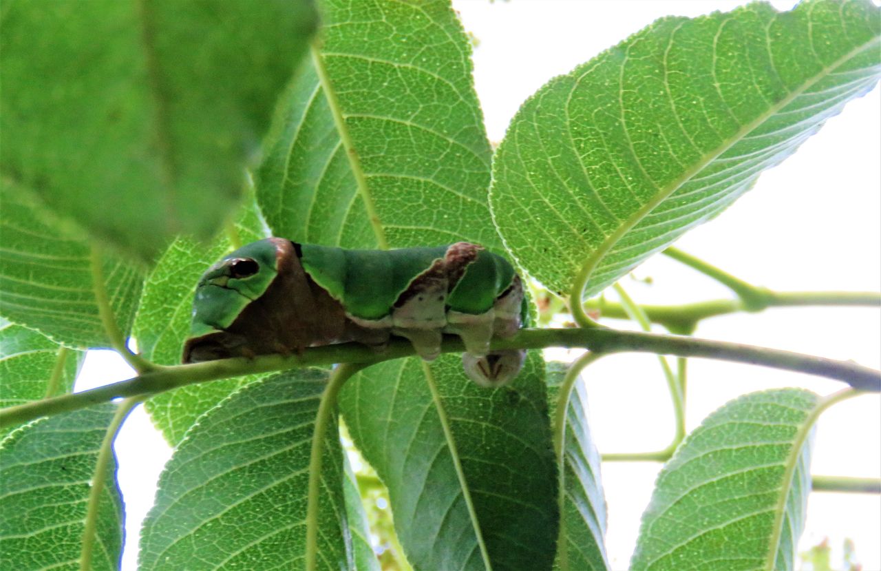 揚羽のゆりかご : 土佐料理 旬の鰹がゆく！
