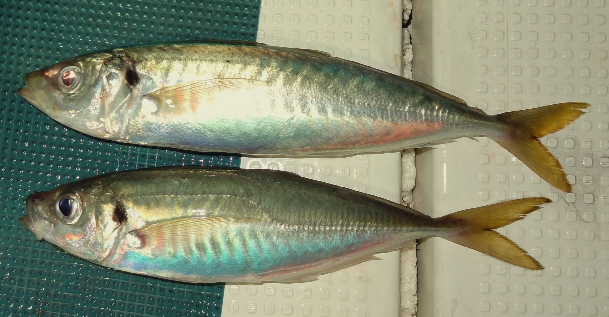 食材へのこだわり 土佐料理 旬の鰹がゆく 食材へのこだわり 土佐料理 旬の鰹がゆく