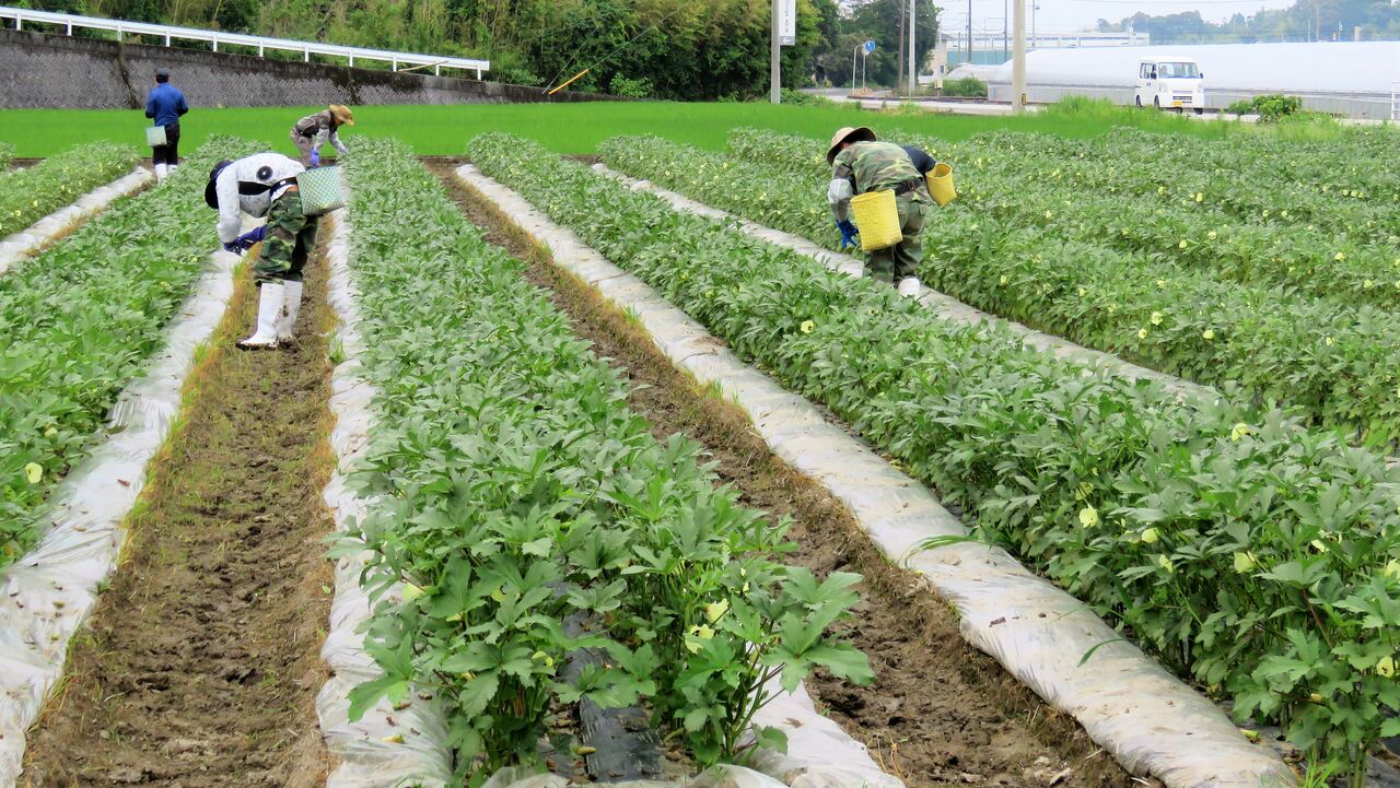 夏野菜の収穫 土佐料理 旬の鰹がゆく