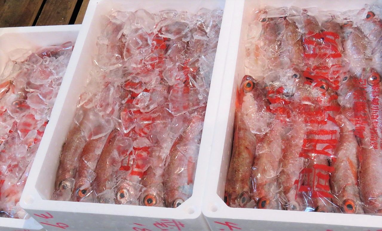 アカムツの旬 土佐料理 旬の鰹がゆく アカムツの旬 土佐料理 旬の鰹がゆく