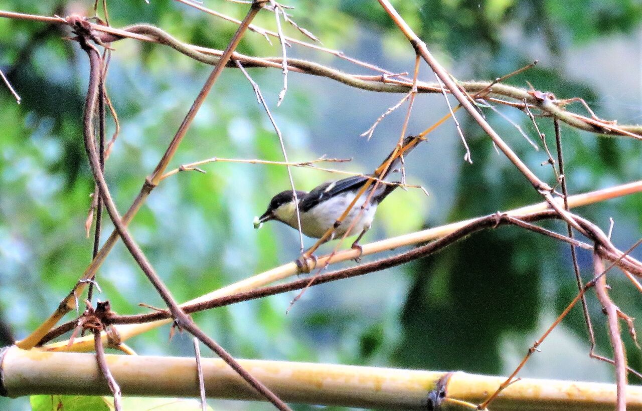 鳥糞状昆虫 土佐料理 旬の鰹がゆく 鳥糞状昆虫 土佐料理 旬の鰹がゆく