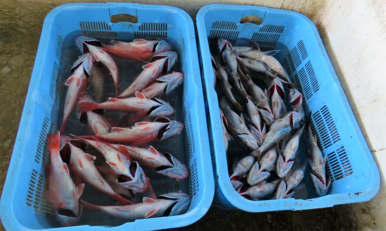 アカムツの旬 土佐料理 旬の鰹がゆく アカムツの旬 土佐料理 旬の鰹がゆく