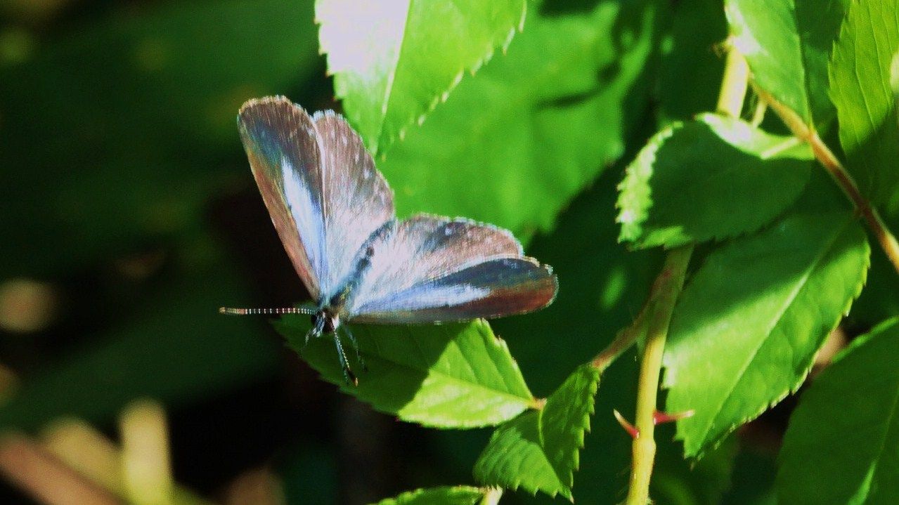 秋のヤクシマルリシジミ : 土佐料理 旬の鰹がゆく！