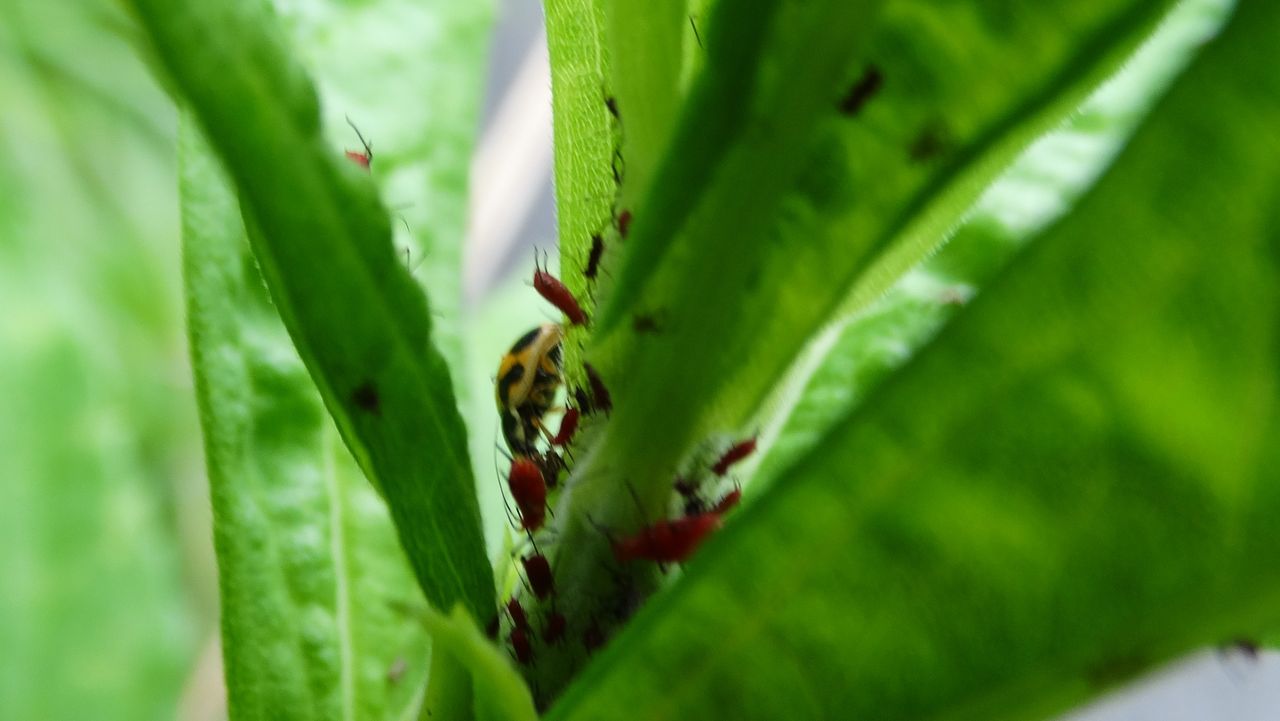 セイタカアワダチソウヒゲナガアブラムシとヒメカメノコテントウ 土佐料理 旬の鰹がゆく セイタカアワダチソウヒゲナガアブラムシとヒメカメノコテントウ 土佐料理 旬の鰹がゆく