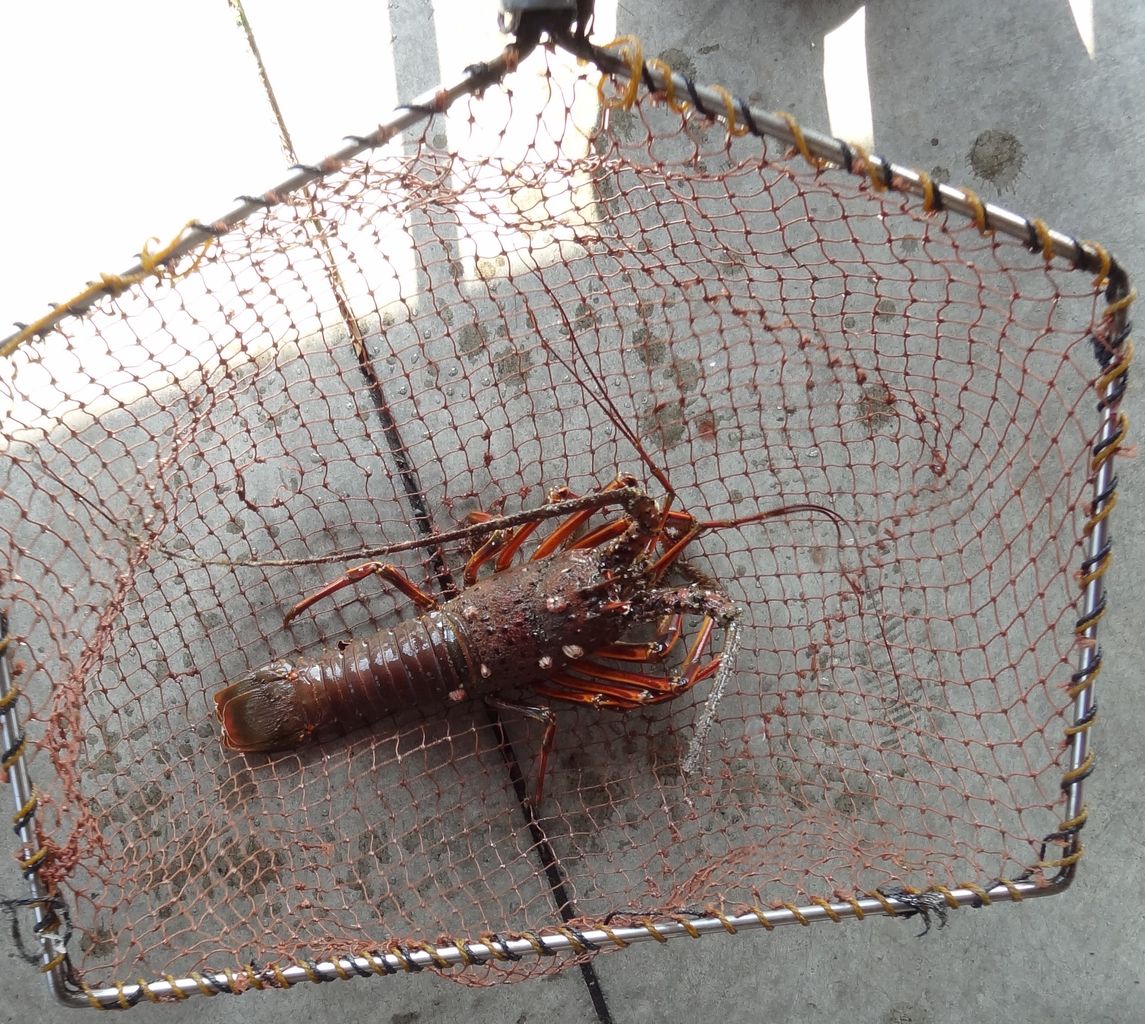 地どれ逸品 土佐料理 旬の鰹がゆく 地どれ逸品 土佐料理 旬の鰹がゆく