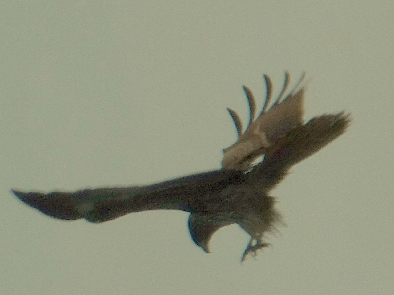 剥製の飛翔姿勢の鳥 カワセミ迫力の正面飛翔/flying kingfisher 600mm ,f4,ss1/2000