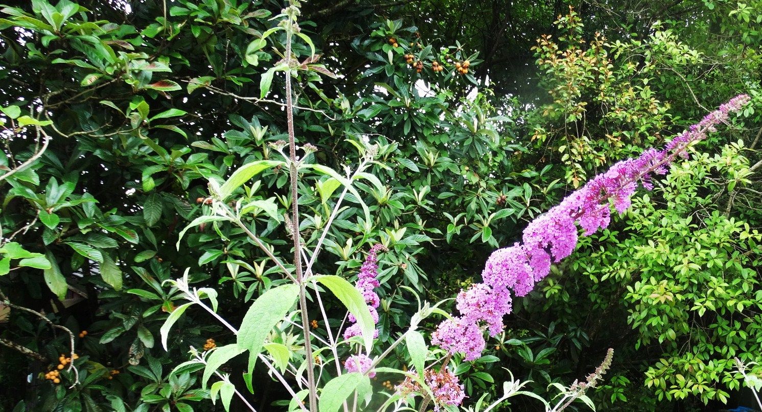 フジウツギ 土佐料理 旬の鰹がゆく