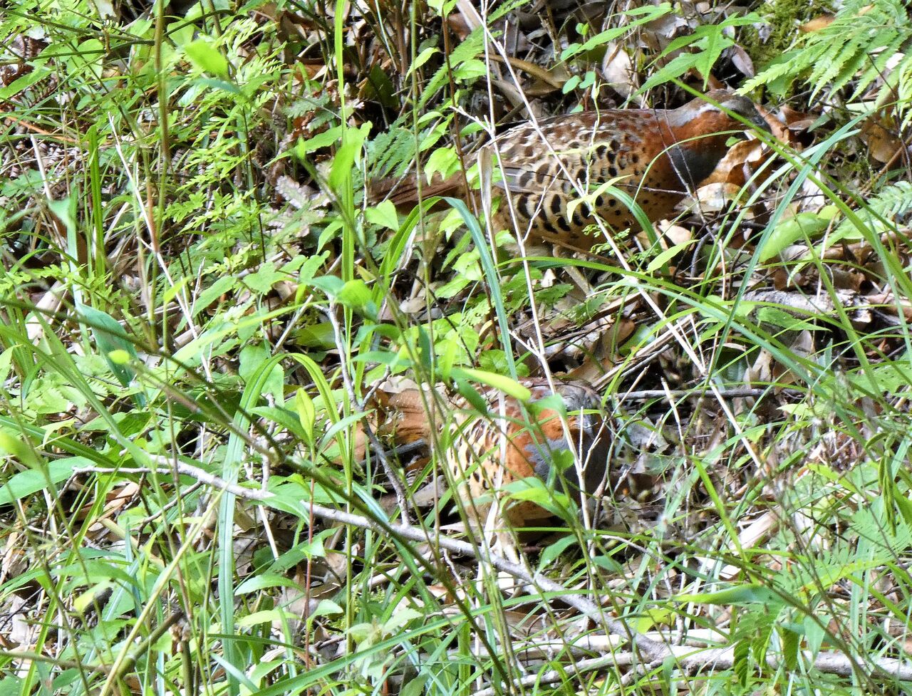 高知の野鳥 土佐料理 旬の鰹がゆく 高知の野鳥 土佐料理 旬の鰹がゆく