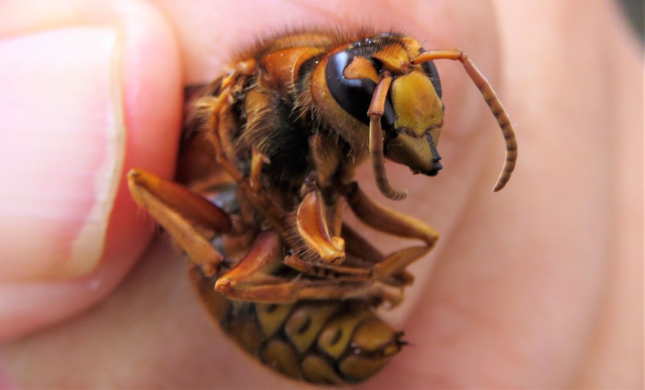 営巣から見たコガタスズメバチの生態 土佐料理 旬の鰹がゆく