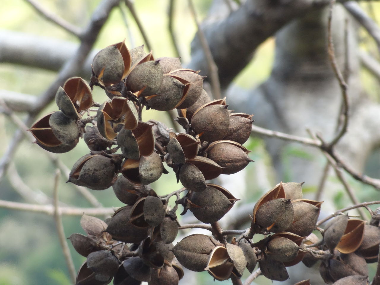 桐　キリ キリ(桐)【かぎけんWEB】