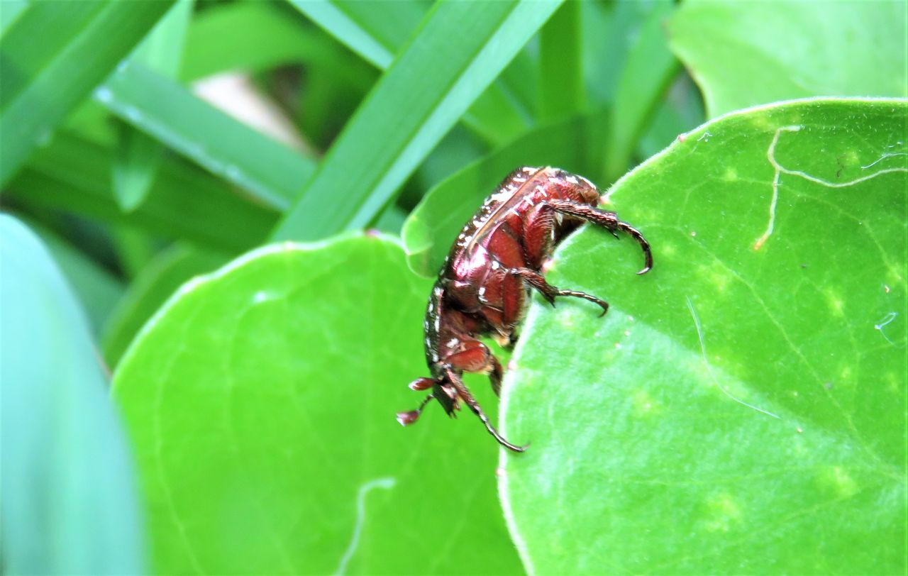 宮古島のハナムグリ 土佐料理 旬の鰹がゆく