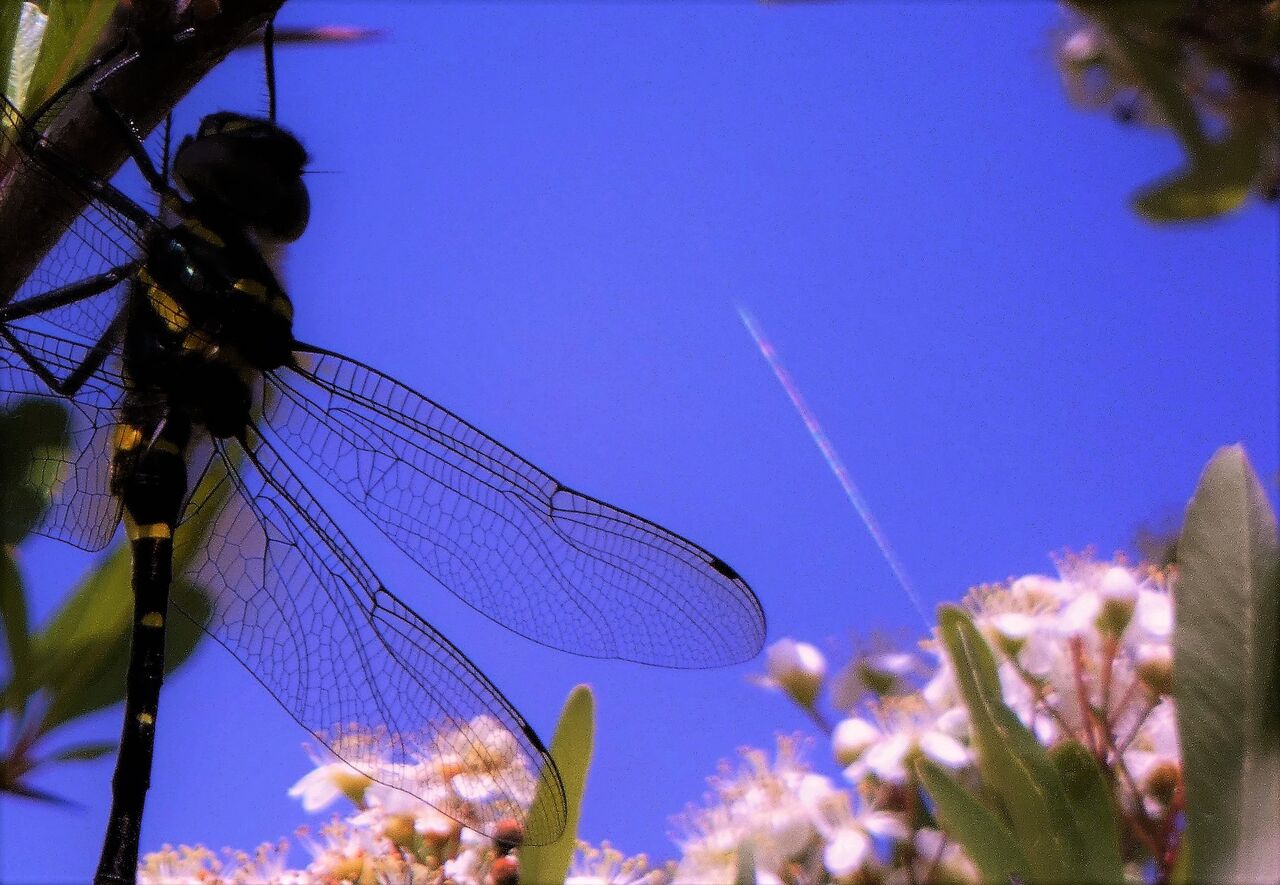 蜻蛉の向こうは虹色の飛行機雲 土佐料理 旬の鰹がゆく