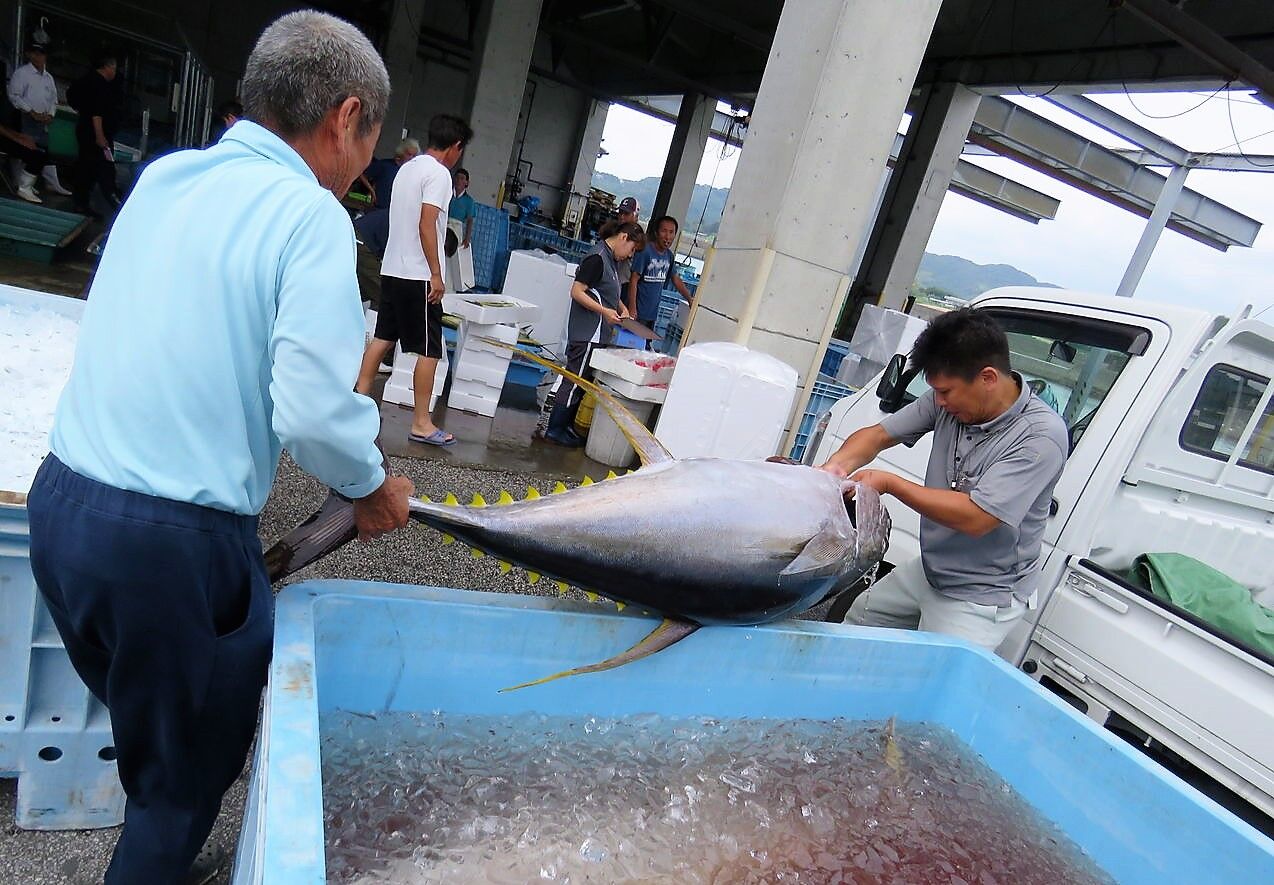 大海原の季節の大循環 回遊魚編 土佐料理 旬の鰹がゆく 大海原の季節の大循環 回遊魚編 土佐料理 旬の鰹がゆく