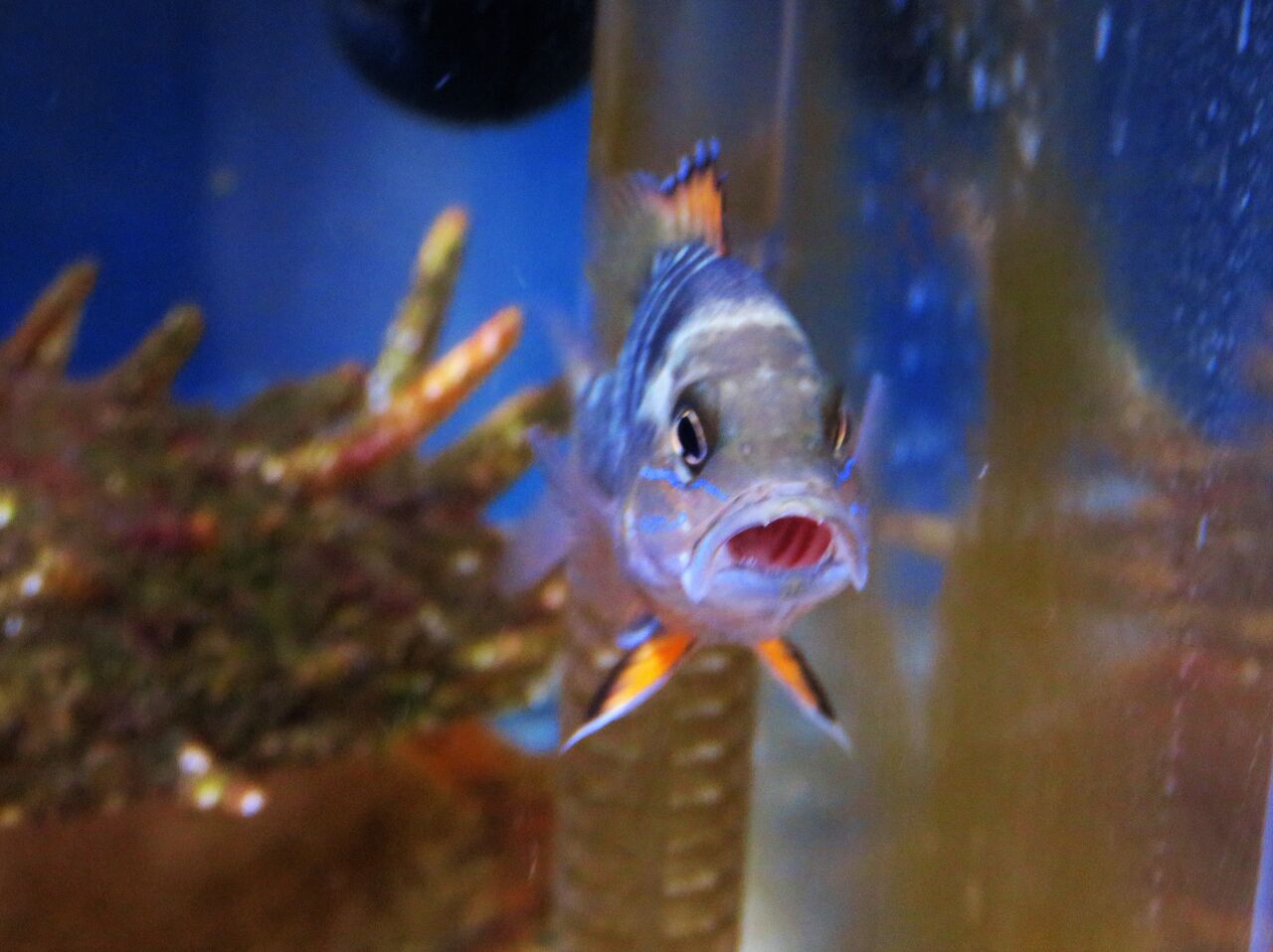 魚類の鰭ひれ 土佐料理 旬の鰹がゆく