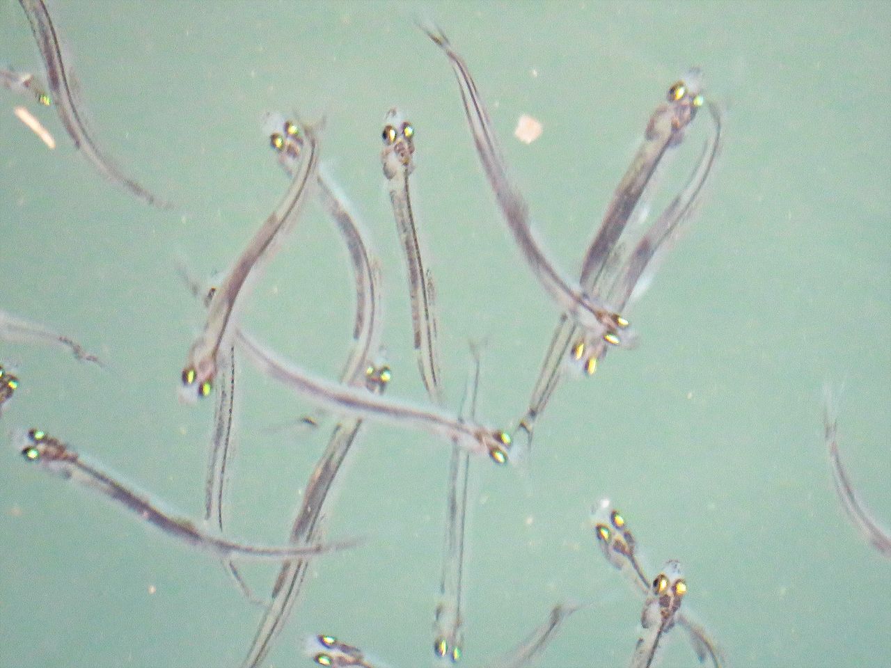 半透明な鮎の稚魚 氷魚 ヒウオ 土佐料理 旬の鰹がゆく