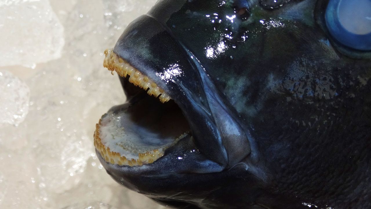 ぐれ メジナ 土佐料理 旬の鰹がゆく