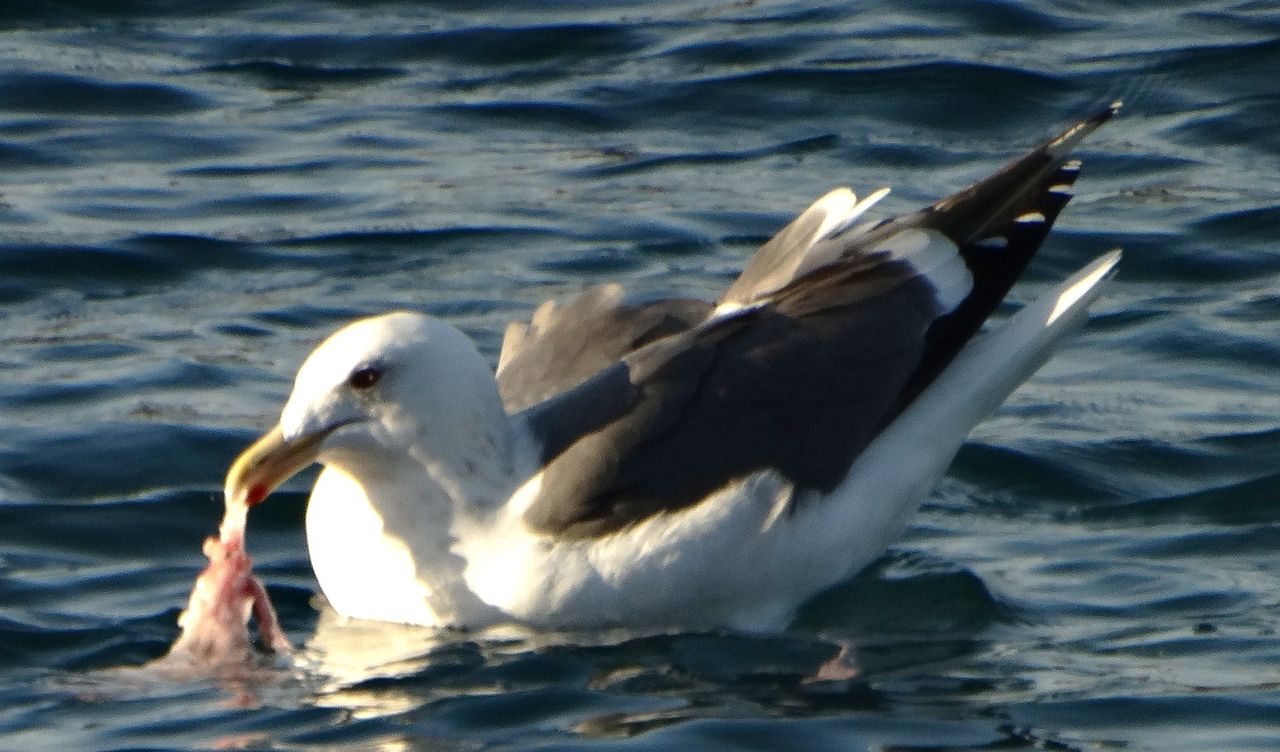 海鳥のススメ : 土佐料理 旬の鰹がゆく！