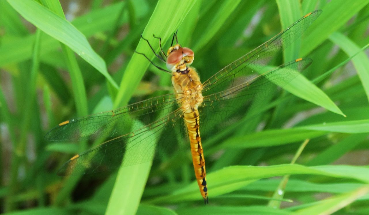 ウスバキトンボの羽化 土佐料理 旬の鰹がゆく
